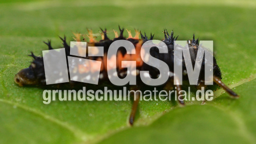 Asiatischer Marienkäfer_Larve (6).jpg